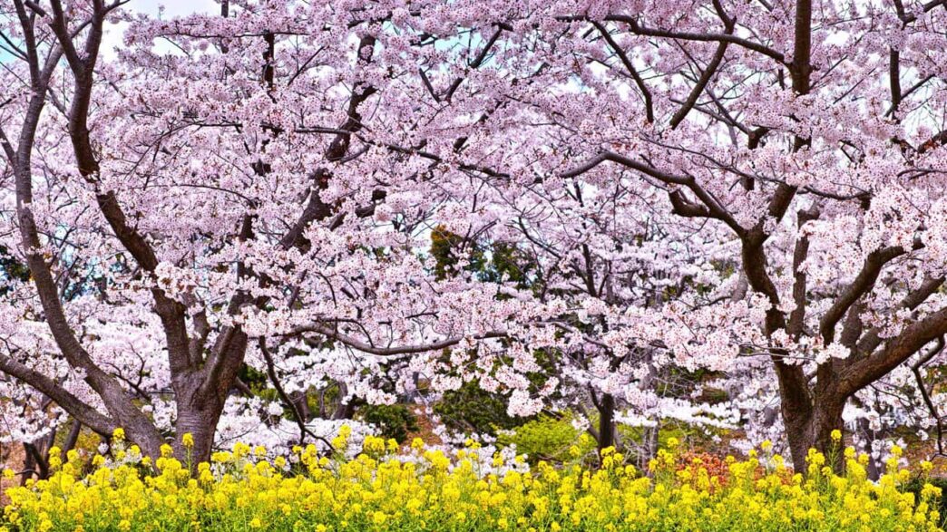 Is There Uber In Japan A Complete Guide To Ride Hailing And is-there-uber-in-japan-a-complete-guide-to-ride-hailing-and