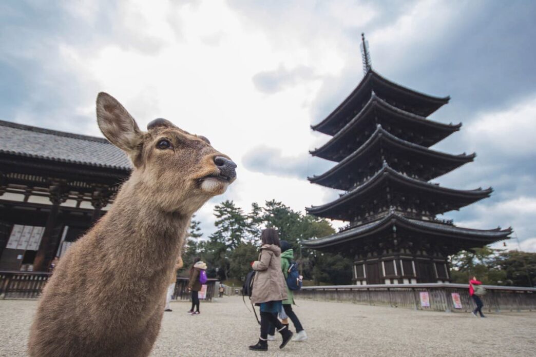 Things To Do In Nara