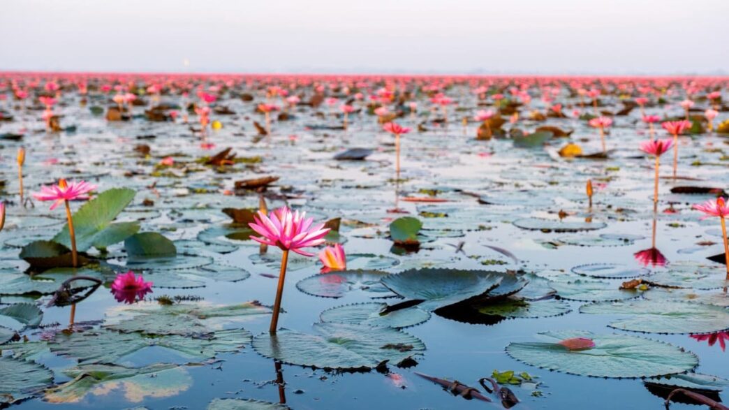 Things To Do In Udon Thani
