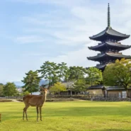 Budget hotels in Nara compared by location, room size and luggage convenience