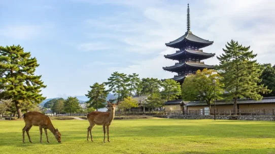 Budget hotels in Nara compared by location, room size and luggage convenience