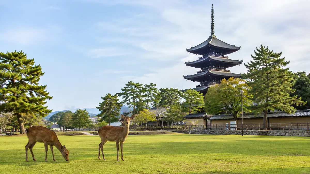 Budget hotels in Nara compared by location, room size and luggage convenience