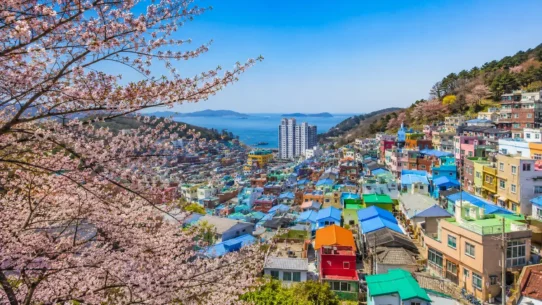 Incheon seasonal travel guide showing the best time to visit Incheon for weather, cherry blossoms and autumn foliage