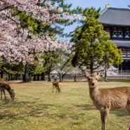 Deer in Nara Park surrounded by seasonal scenery in Japan