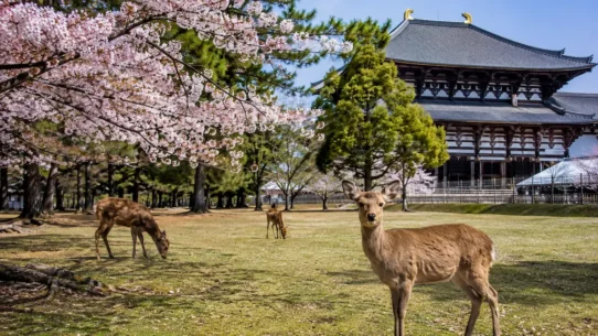 Deer in Nara Park surrounded by seasonal scenery in Japan