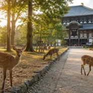 Deer near Todai-ji Temple on a practical five-day Nara itinerary
