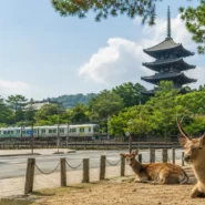 Kintetsu and JR trains, buses and walking routes featured in a Nara transportation guide