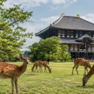 Traveler planning a Nara travel budget near Nara Park and Todai-ji