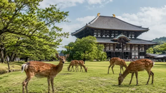 Traveler planning a Nara travel budget near Nara Park and Todai-ji