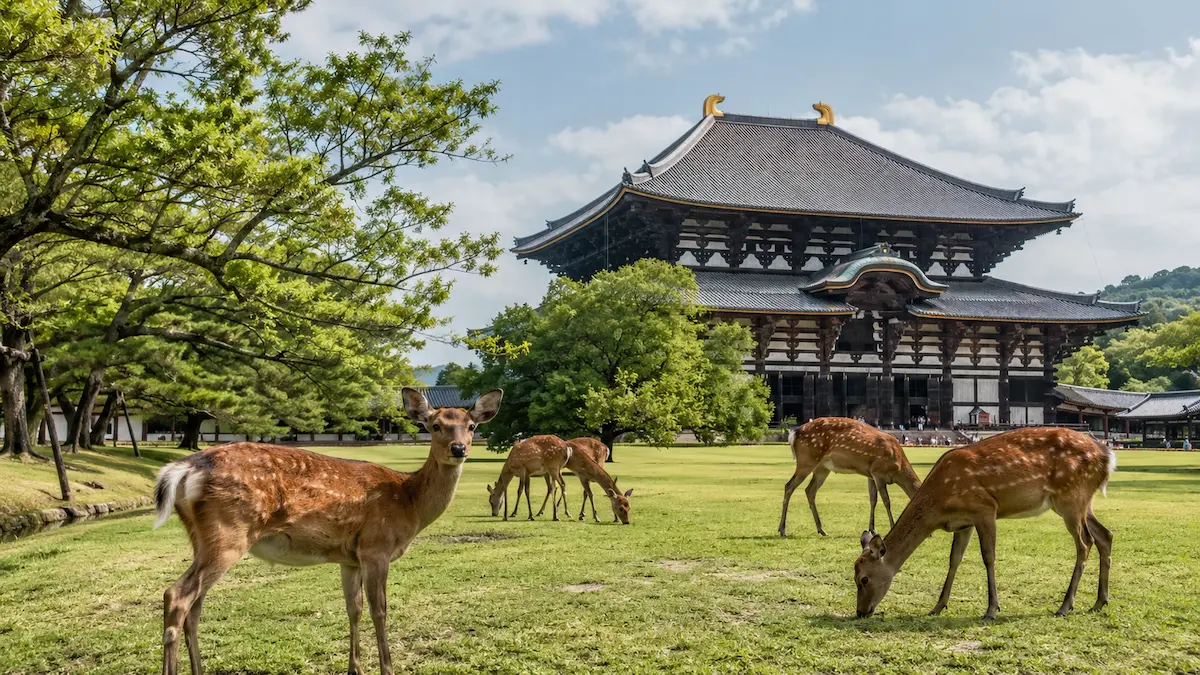 Traveler planning a Nara travel budget near Nara Park and Todai-ji