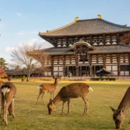 First-time visitors walking through Nara Park near the deer and historic temples