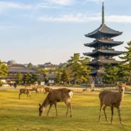 Three-day Nara itinerary featuring deer in Nara Park, Todaiji Temple, Kasuga Taisha and Horyuji Temple