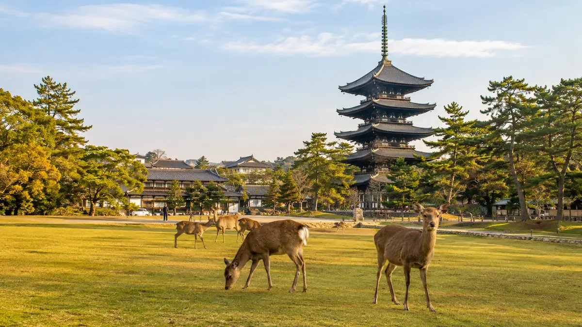 Three-day Nara itinerary featuring deer in Nara Park, Todaiji Temple, Kasuga Taisha and Horyuji Temple