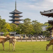 Guide comparing the best areas to stay in Nara for first-time visitors