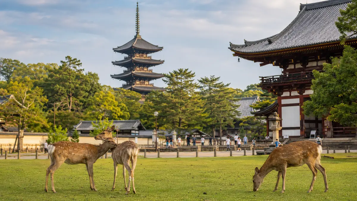 Guide comparing the best areas to stay in Nara for first-time visitors